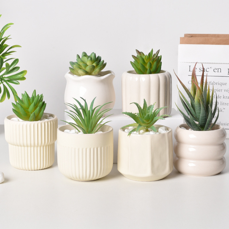 Ceramic Self-Watering Succulen - đánh giá và giá Echeveria Succulent