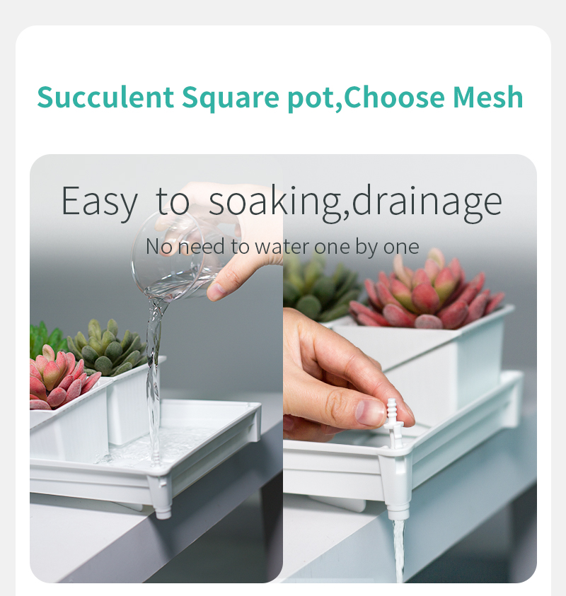 Meshpot Mọng Nước Nồi Bộ Xương - đánh giá và giá Echeveria Succulent